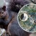Montreal squirrels change their coat colour depending on neighbourhood they live in, new study finds