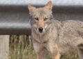 Coyote killed in Cape Breton Highlands National Park, but closures still in place