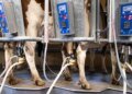 Researchers find rubber-related chemicals in Swiss milk