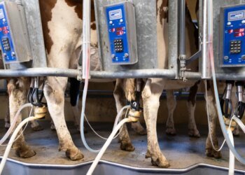Researchers find rubber-related chemicals in Swiss milk