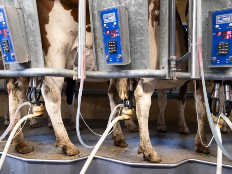 Researchers find rubber-related chemicals in Swiss milk