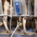 Researchers find rubber-related chemicals in Swiss milk