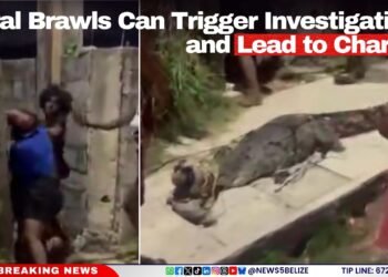 Viral Brawls Can Trigger Investigations and Lead to Charges