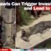 Viral Brawls Can Trigger Investigations and Lead to Charges