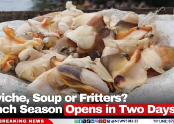 Ceviche, Soup or Fritters? Conch Season Opens in Two Days