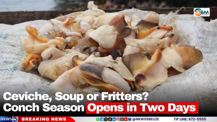 Ceviche, Soup or Fritters? Conch Season Opens in Two Days