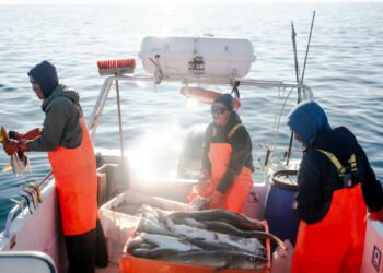 Cod is pulling up purchasing power, but the need for reforms is unchanged