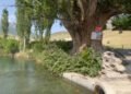 Life in the regions: In Batken, near the burial site of the mummy of a woman from the Historical Museum, a giant tree grows, the pruning of which was once executed
