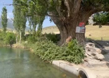 Life in the regions: In Batken, near the burial site of the mummy of a woman from the Historical Museum, a giant tree grows, the pruning of which was once executed