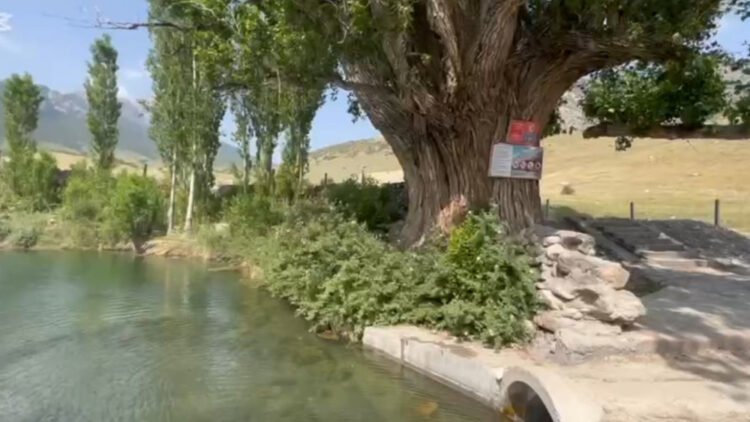 Life in the regions: In Batken, near the burial site of the mummy of a woman from the Historical Museum, a giant tree grows, the pruning of which was once executed