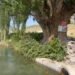 Life in the regions: In Batken, near the burial site of the mummy of a woman from the Historical Museum, a giant tree grows, the pruning of which was once executed