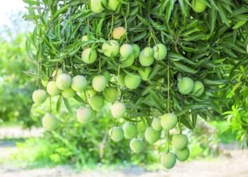 Raising domestic mangoes – Oman Observer
