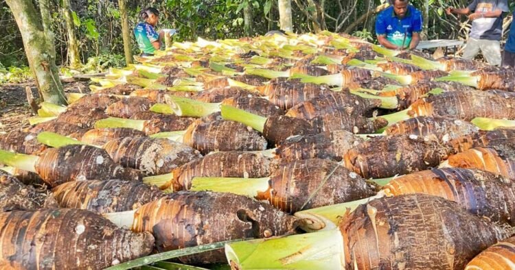 Santo farmers plant 90,000+ taro for packhouse, export