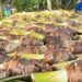 Santo farmers plant 90,000+ taro for packhouse, export