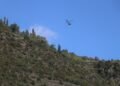 The communes of Andorra will treat a thousand hectares to control the pine processionary