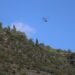 The communes of Andorra will treat a thousand hectares to control the pine processionary