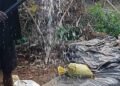 El Niño puts growing pressure on rural farmers and water supplies