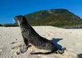 New Zealand expert confirms historic fur seal sighting on Futuna | News