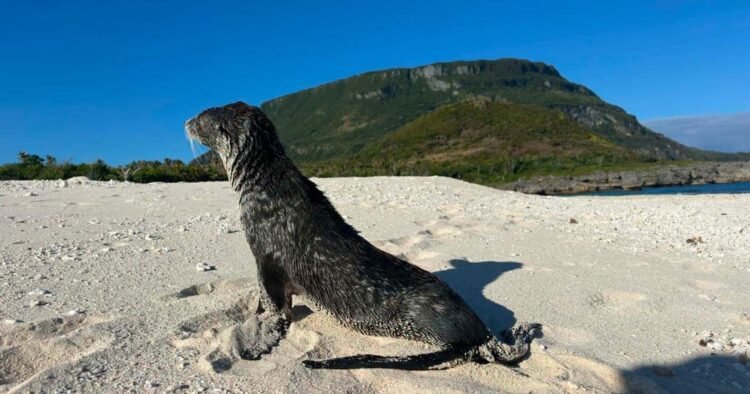 New Zealand expert confirms historic fur seal sighting on Futuna | News