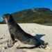 New Zealand expert confirms historic fur seal sighting on Futuna | News