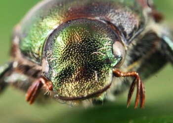 Outbreak of Japanese beetles detected in Interlaken
