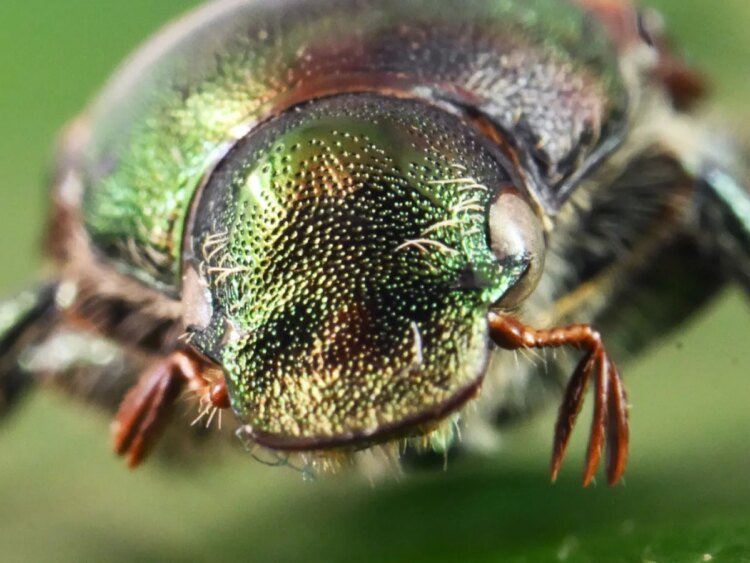 Outbreak of Japanese beetles detected in Interlaken
