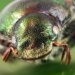 Outbreak of Japanese beetles detected in Interlaken