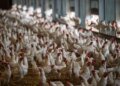Animal rights campaigners win case against Swiss egg advert