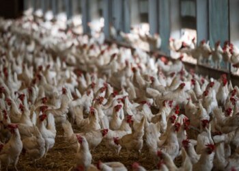 Animal rights campaigners win case against Swiss egg advert