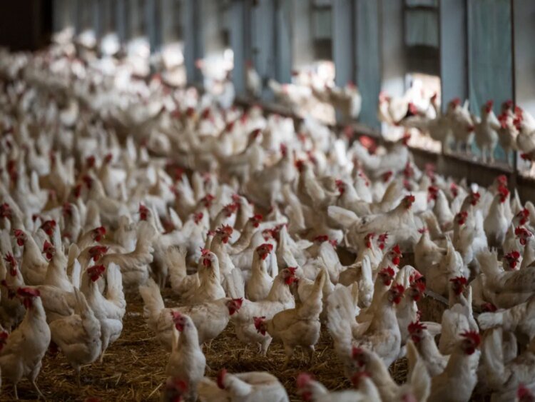 Animal rights campaigners win case against Swiss egg advert