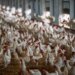 Animal rights campaigners win case against Swiss egg advert