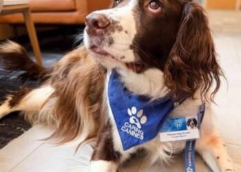 Therapy dogs help stroke patients move more and engage in their rehabilitation | Health