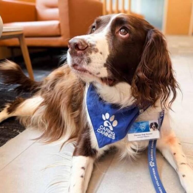 Therapy dogs help stroke patients move more and engage in their rehabilitation | Health