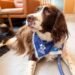 Therapy dogs help stroke patients move more and engage in their rehabilitation | Health