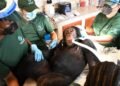 Chimpanzees once used for vaccine research get health checks as part of long-term care | World News