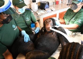 Chimpanzees once used for vaccine research get health checks as part of long-term care | World News