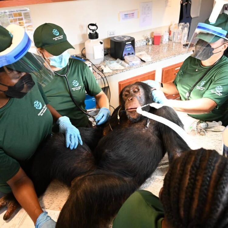 Chimpanzees once used for vaccine research get health checks as part of long-term care | World News
