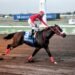 DaCosta’s Pepper Stepper upsets applecart | Sports