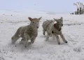 Flooding and snow hit South Island highways as cold snap arrives