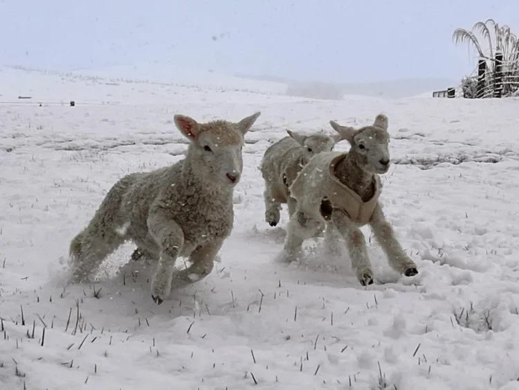 Flooding and snow hit South Island highways as cold snap arrives