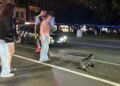 Why did the seal cross the road? To bring Wellington traffic to a halt