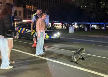 Why did the seal cross the road? To bring Wellington traffic to a halt