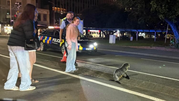 Why did the seal cross the road? To bring Wellington traffic to a halt