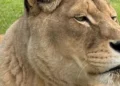 Second lion dies at Northland sanctuary this year