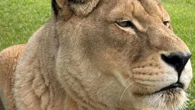 Second lion dies at Northland sanctuary this year
