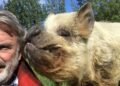 Stuff checks in on Sam Neill’s farm animals (including Kirsten Dunst, Jason Momoa and Jeff Goldblum)