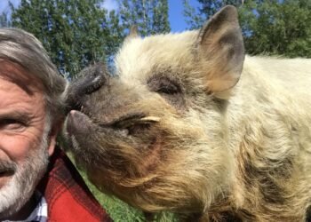 Stuff checks in on Sam Neill’s farm animals (including Kirsten Dunst, Jason Momoa and Jeff Goldblum)