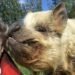 Stuff checks in on Sam Neill’s farm animals (including Kirsten Dunst, Jason Momoa and Jeff Goldblum)