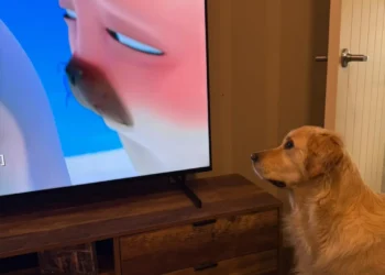 The cartoon that’s turning cats and dogs into Netflix binge watchers
