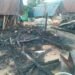 Red rooster crows two days in a row in Upper Suriname – the True Time